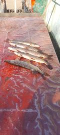 IMG-20250413-WA0041.jpg