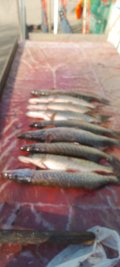 IMG-20250413-WA0052.jpg