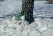 IMG_9231.jpeg