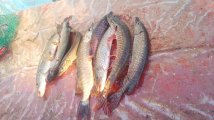 IMG-20250414-WA0062.jpg
