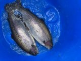 IMG_3577.jpeg