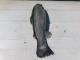 IMG_20250416_133607.jpg