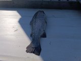 IMG_20250416_145608.jpg
