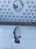 IMG_20250416_180733.jpg