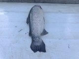 IMG_20250416_180736.jpg