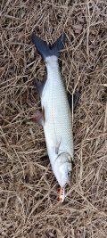 IMG_20250416_164527.jpg