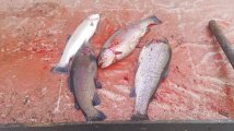 IMG-20250417-WA0066.jpg