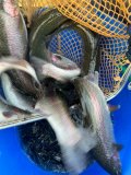 IMG_1325.jpeg