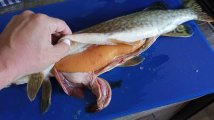 IMG-20250419-WA0036.jpeg