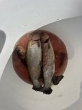 IMG_9202.jpeg