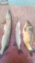 IMG-20250419-WA0082.jpg