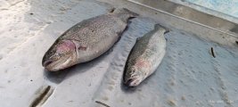 IMG_20250419_200638_676.jpg