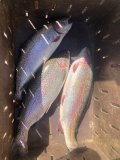 IMG_5260.jpeg