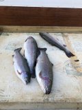 IMG_5272.jpeg