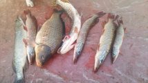 IMG-20250420-WA0100.jpg