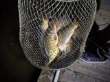 IMG_20250420_231556.jpg