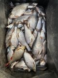 IMG_1860.jpeg