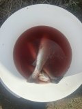 IMG_9223.jpeg