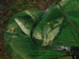IMG-20250421-WA0046.jpg