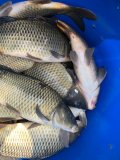 IMG_8920.jpeg