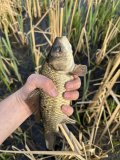 IMG_1843.jpeg