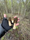 IMG_2575.jpeg