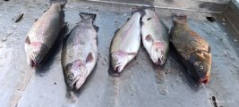IMG_20250426_194006_521.jpg