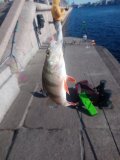 IMG_20250427_081128.jpg
