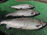 IMG_3219.jpeg