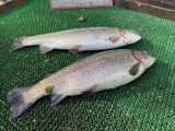 IMG_3234.jpeg