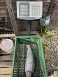 IMG_3239.jpeg