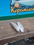 Изображение хрюхрюp 2025-04-27 в 19.38.16_ee3bbd06.jpg