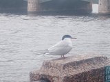 IMG_20250428_165301.jpg
