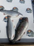 IMG_1648.jpeg
