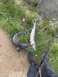 IMG_3971.jpeg