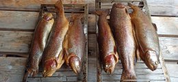 IMG_20250429_134849.jpg