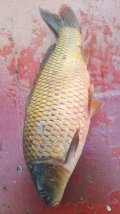 IMG-20250430-WA0017.jpg