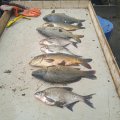 IMG_20250430_154341.jpg