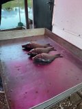 IMG_20250430_200639_740.jpg