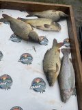 IMG_1688.jpeg