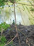 IMG_20250430_164330.jpg
