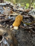 IMG_2708.jpeg
