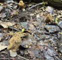 IMG_2725.jpeg