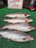IMG_3164.jpeg