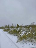 IMG_20250502_075842_778.jpg