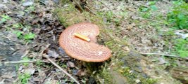 IMG20250503115741.jpg