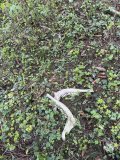 IMG_1703.jpeg