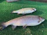 IMG_3430.jpeg