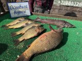 IMG_3385.jpeg