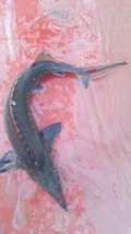 IMG-20250503-WA0025.jpg